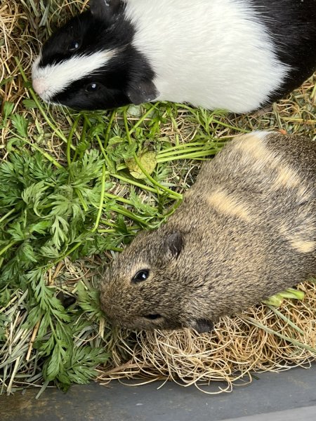 Trio of bonded sisters