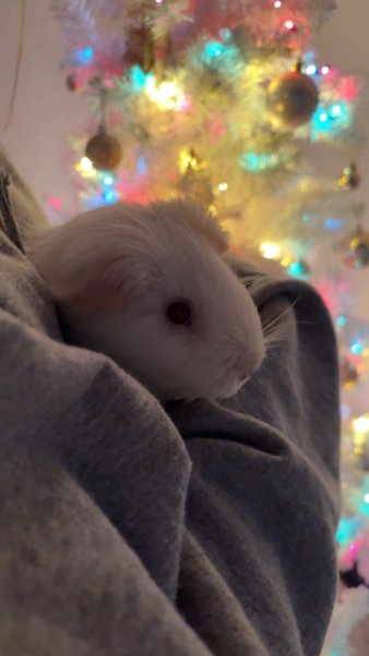 Two male guinea pigs for adoption!!