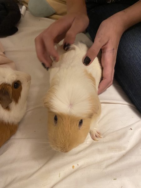 Bonded pair of male guinea pigs about 1 year