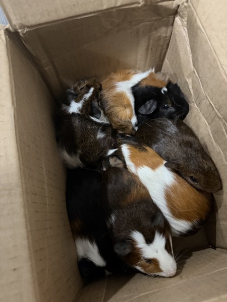 8 week old Guinea Pigs in Need of home ASAP