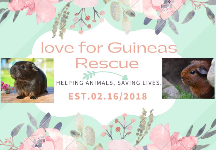 love for guineas rescue