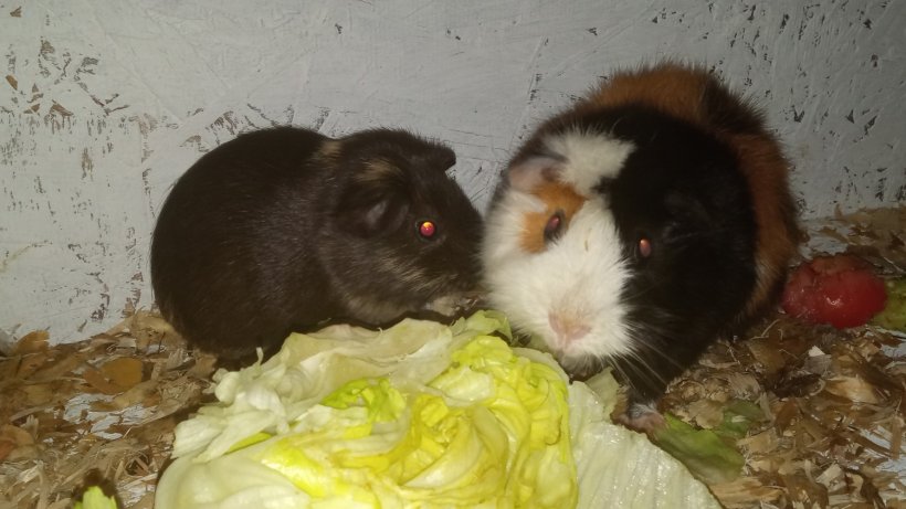 Two guinea pigs looking for a better home