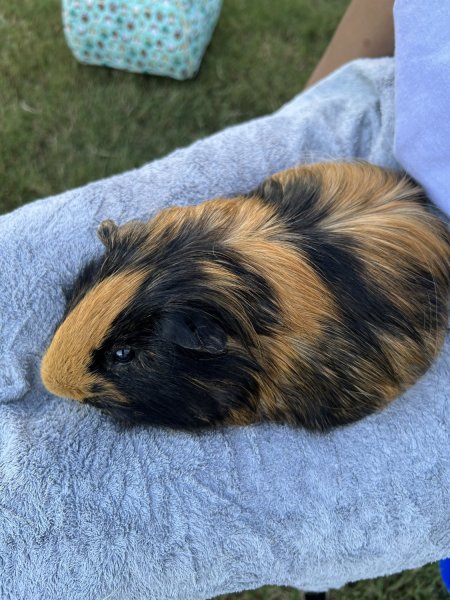 Need to re-home two healthy male guinea pigs