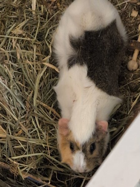 Two females to rehome
