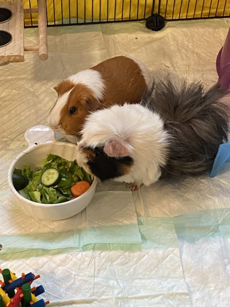 Guinea pigs 2 female bonded pair