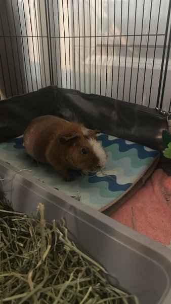 2 sweet bonded skinny pig males