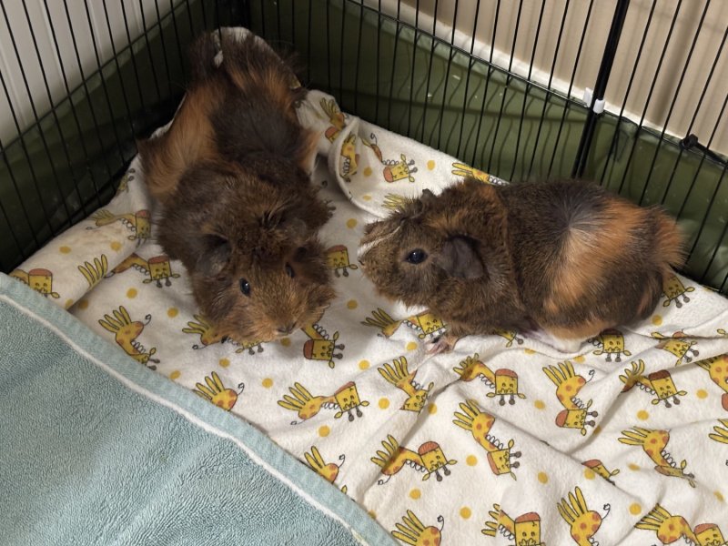 2 Female Abnyssian guinea pigs and foods