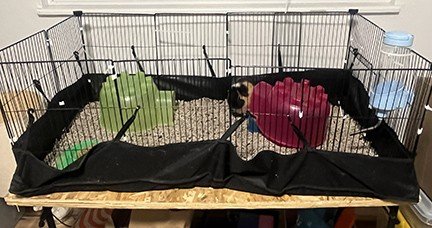 Sweetest 2 guinea pigs for loving home