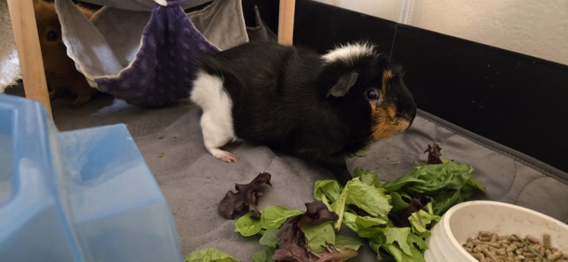 Two bonded male guinea pigs