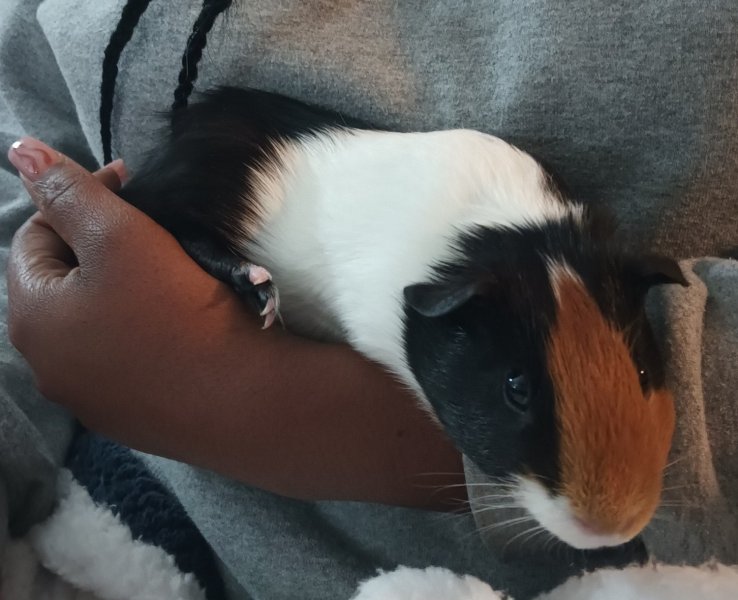 My caring Guinea