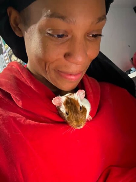 Female guennie pig needs a home