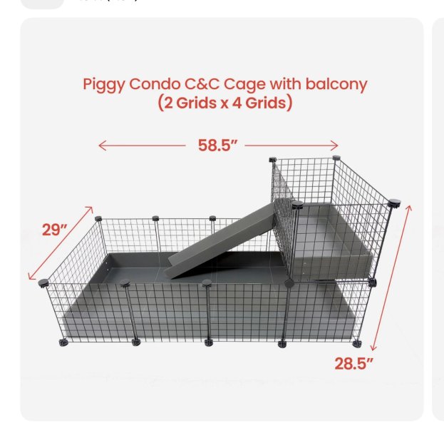2 Young Female Guinea Pigs For Adoption
