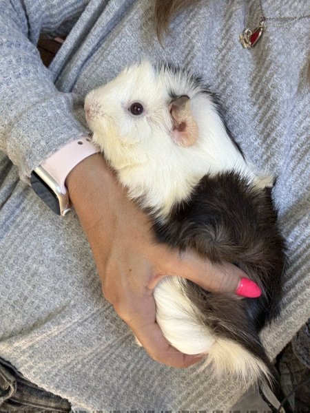 2 Female Bonded Young Guineas!