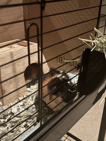 Chewy and Latte need a new family to love!