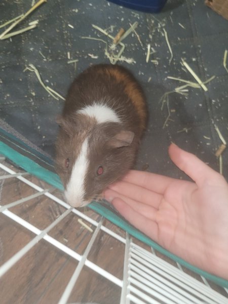 Rehoming a 4 week old male piggy