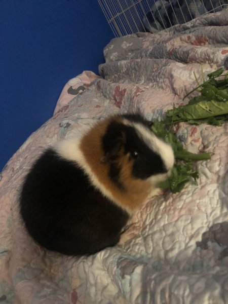 Female piggy needs a home ASAP