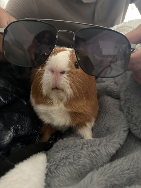 Adorable pair of guinea pigs - okc