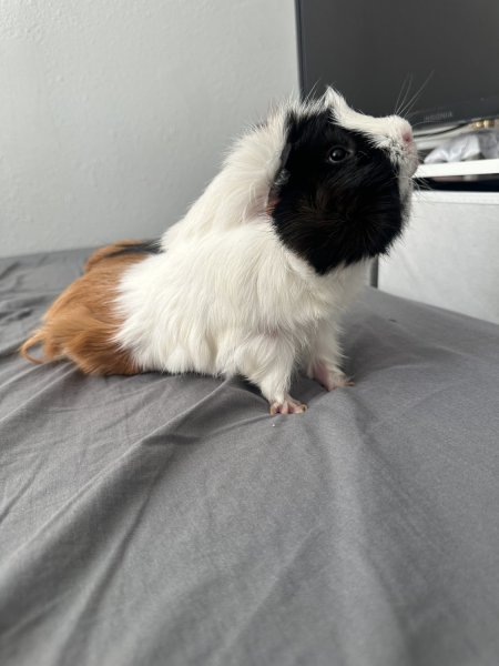 11 month old Male Guinea pig