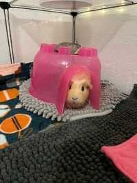 Bonded Girl Guinea Pigs Need Loving Home