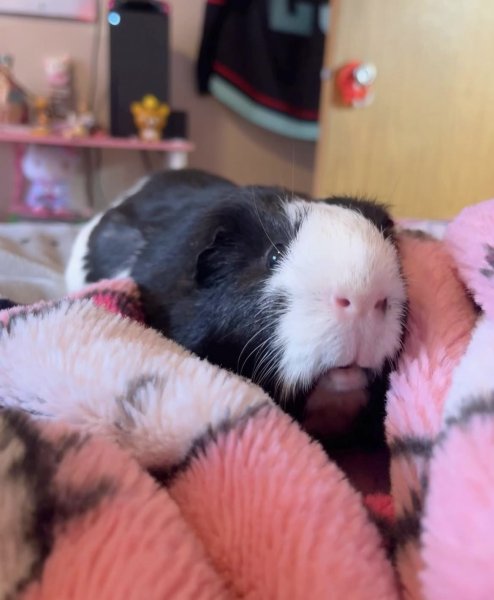 2 cute male guinea pigs new home needed ASAP