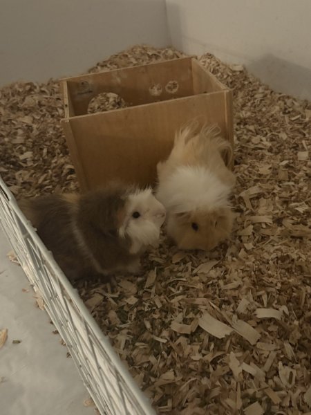Pumpkin and Sprout