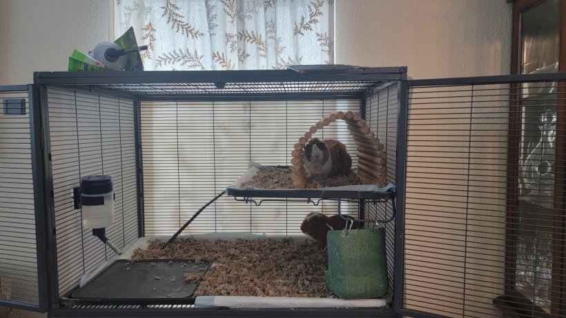 2 male guinea pigs, cage, food and accessorie