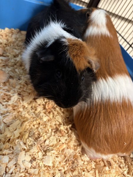 2 male guinea pigs 1 year old