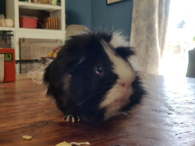 Adorable Male Piggy Looking for Loving Family