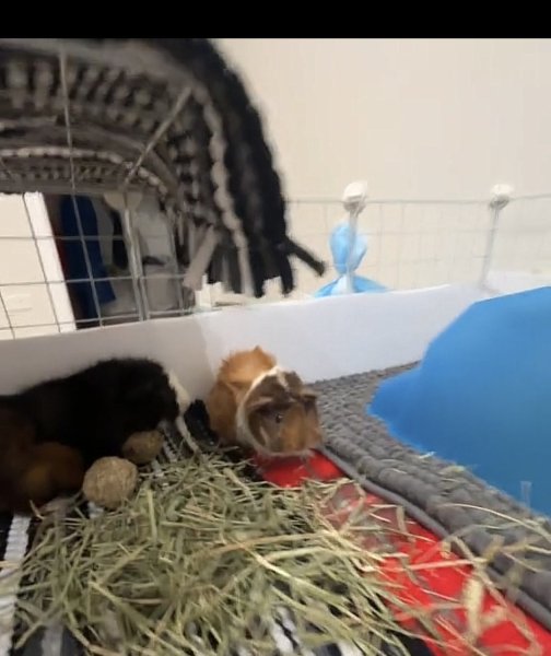 2 bonded female guinea pigs NEED A HOME