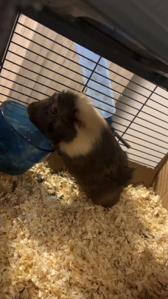 Guinea Pig looking for home