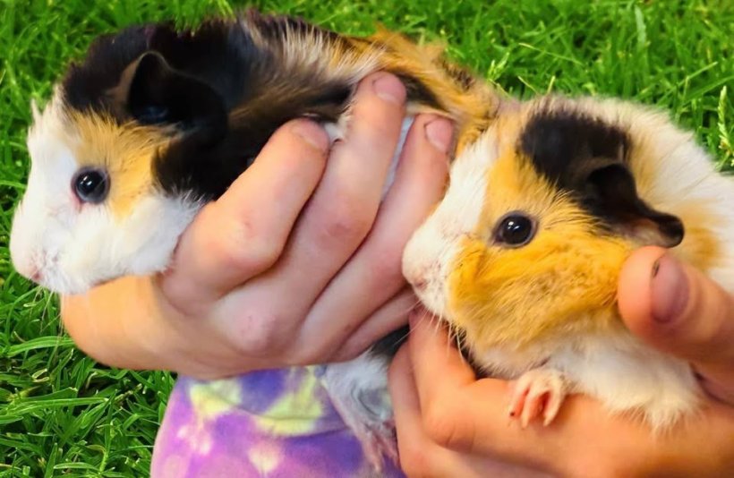 2 female Guinea pigs available immediately