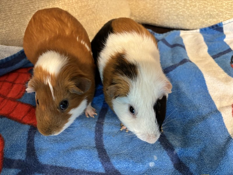 2 bonded males