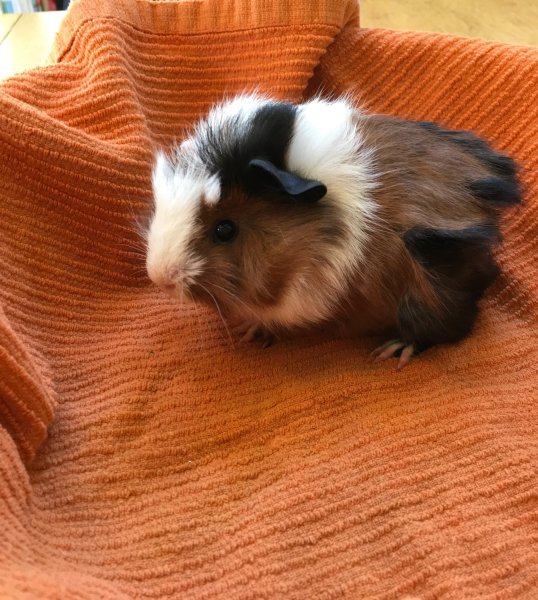 Baby Guinea Pigs