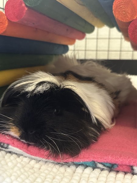 2 Sweet Long Haired Male Piggies