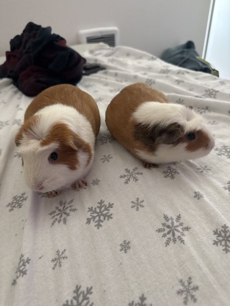 Two rescued female guinea pigs