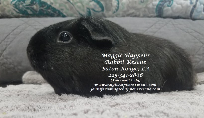 Magic Happens Rabbit Rescue (MHRR)