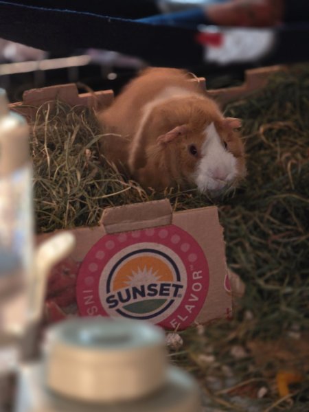 Rehoming Bonded Male Piggies