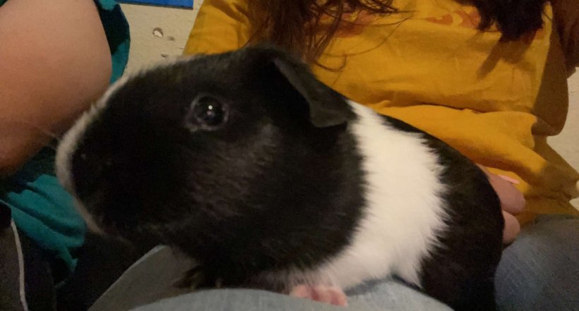 Pongo Male 3 years old
