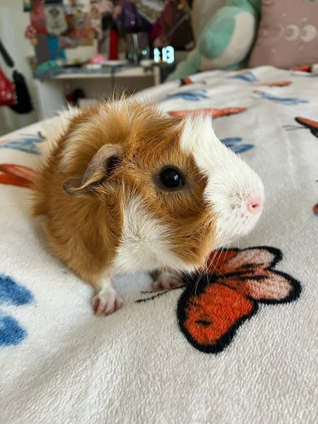 Male Guinea Pig 10 Months