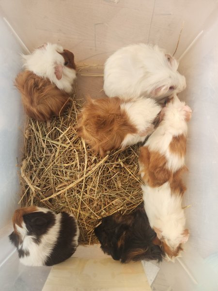 Abyssian babies