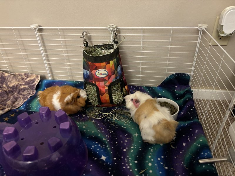 Two Beautiful Abyssinian Guinea Pigs + Cage