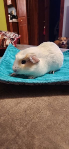 Sisters Seeking Forever Home!