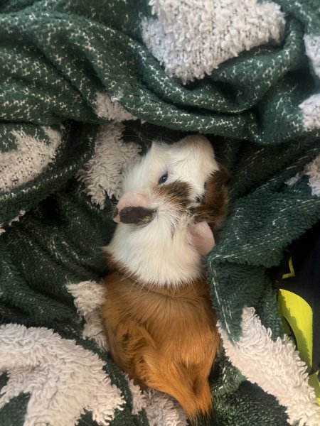 2 Male Guinea Pigs ( Rick and Morty )