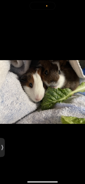 Bonded Pair Ready for Love (Potato and Beans)
