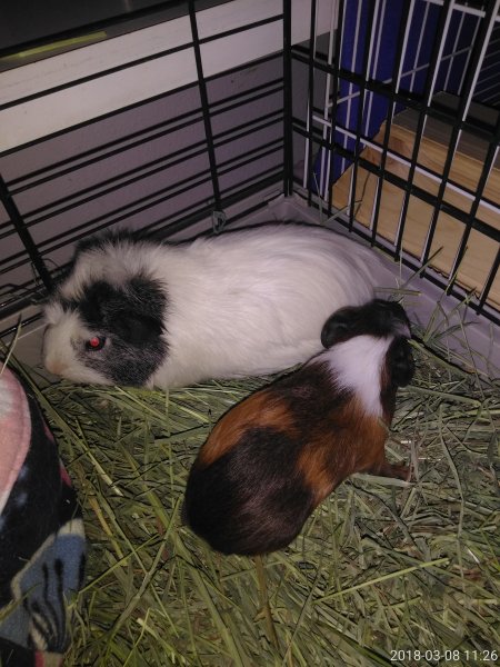 Guinea Pigs 4 same gender pairs available