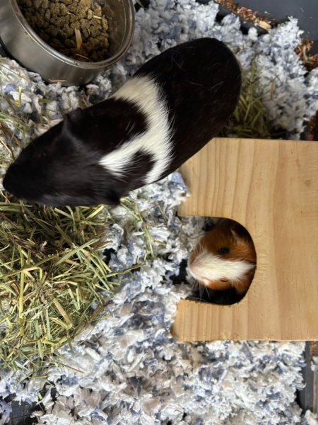 Tigger &amp;amp; Winnie – young male bonded pair