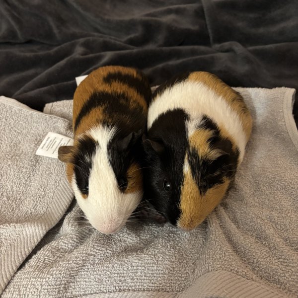 Bear &amp;amp; Rufus