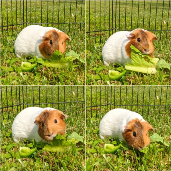 Single Female looking for Herd or Companion