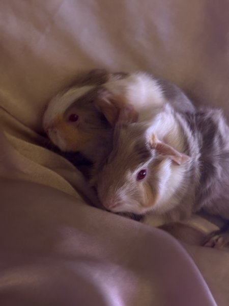 Female baby guinea pig (3mo)
