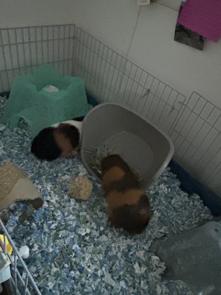 2 Female Guinea Pugs for adoption